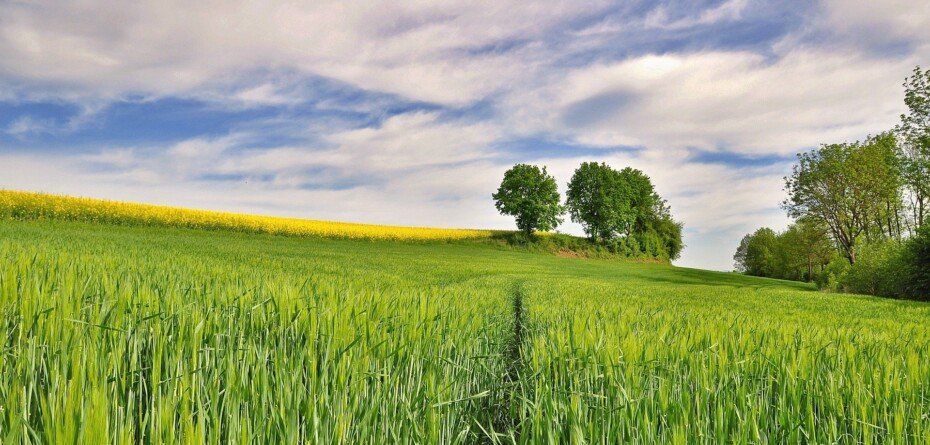 Ekoschemat Rolnictwo węglowe – kontrowersje wokół praktyk