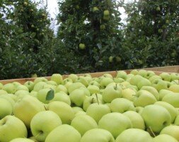 cena jabłek Golden Delicious w&nbsp;grudniu 2022 - jabłoń - zbiór