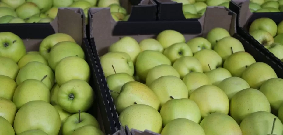 cena jabłek przed Świętami - jabłoń - Golden Delicious - owoce