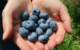 postanowienia noworoczne 2023 - borówka wysoka - owoce