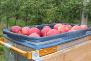 sprzedaż jabłek - jabłka - zbiór