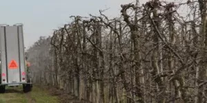 zwiększenie dostępu do środków ochrony roślin - jabłoń - opryskiwanie - opryskiwacz