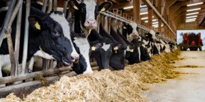 Zdrowie krów mlecznych tematem XXII Konferencji Hodowców Bydła Blattin