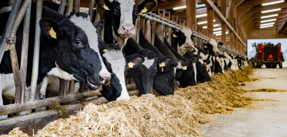 Hodowla bydła mlecznego – wiedza kluczem do wysokiej rentowności