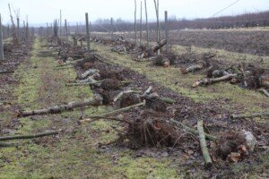 Idared - jabłoń - karczowanie sadu