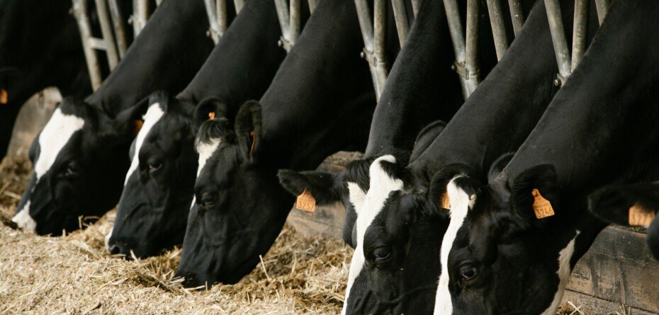 Konferencja dla producentów mleka i hodowców bydła 2023