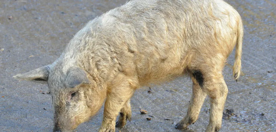 Mangalica – charakterystyka rasy świń i jej wykorzystanie