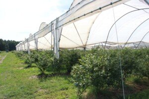 Usuwanie folii rolniczych - zblokowany tunel foliowy - uprawa borówki wysokiej