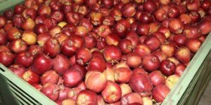 Zapasy jabłek na koniec 2022 r. w&nbsp;szacunkach WAPA
