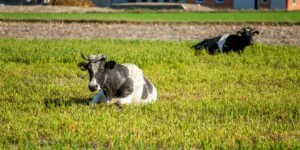 IRZplus – kolejna rządowa aplikacja nie działa