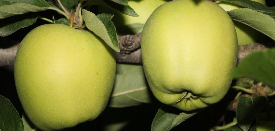 cukier w owocach - jabłka - Golden Delicious