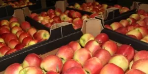 Eksport jabłek w&nbsp;grudniu 2022. Drastycznie mały do Egiptu!