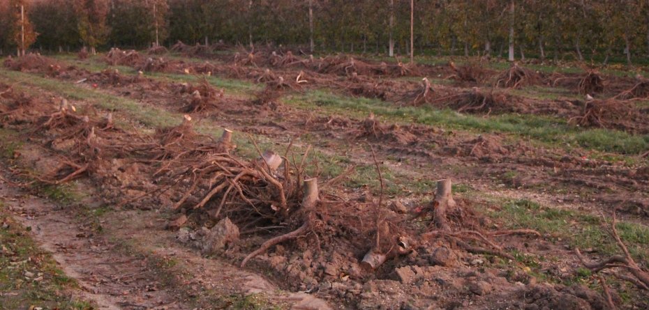 karczowanie sadów jabłoniowych - jabłoń - wykarczowane drzewa