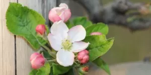 Kwitnienie jabłoni 2023 szybsze o&nbsp;miesiąc?