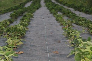 płatności bezpośrednie do truskawek - truskawka - plantacja