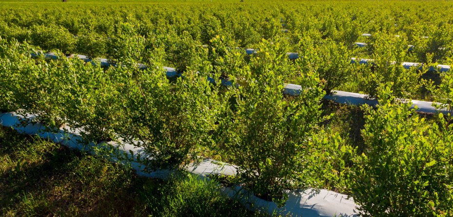 producenci borówek - plantacja borówki wysokiej