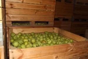 przechowywanie gruszek - gruszki w skrzyniopalecie - przechowalnia owoców