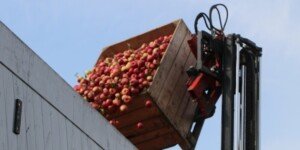 Jabłka przemysłowe drożeją. Co na to wpłynęło?