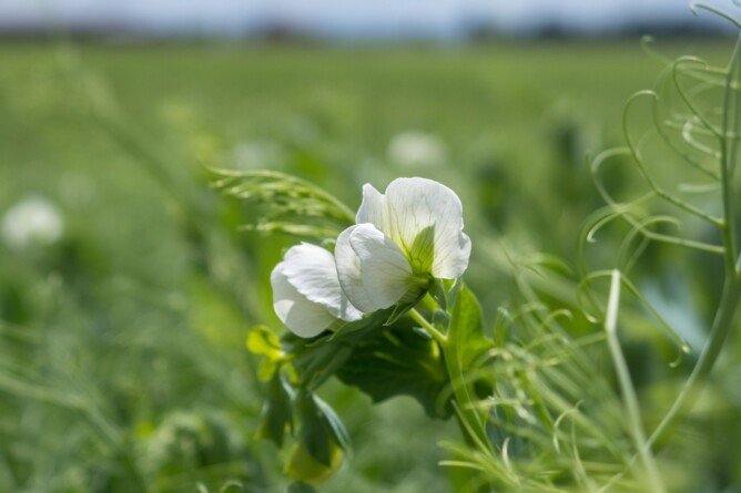 Agrofakt - Inokulant od Syngenta