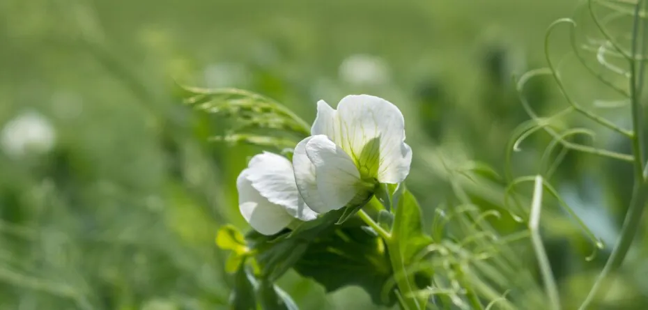 Agrofakt - Inokulant od Syngenta
