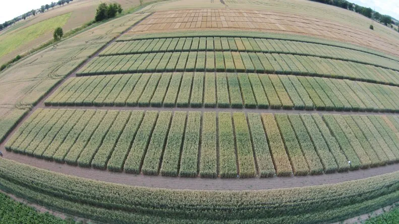 Agrofakt - Nawożenie rzepaku i zbóż ozimych