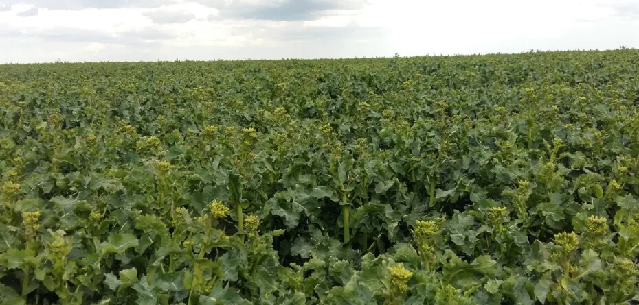 Agrofakt - Nawożenie rzepaku i zbóż ozimych