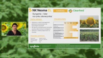agrofakt - odmiany słonecznika