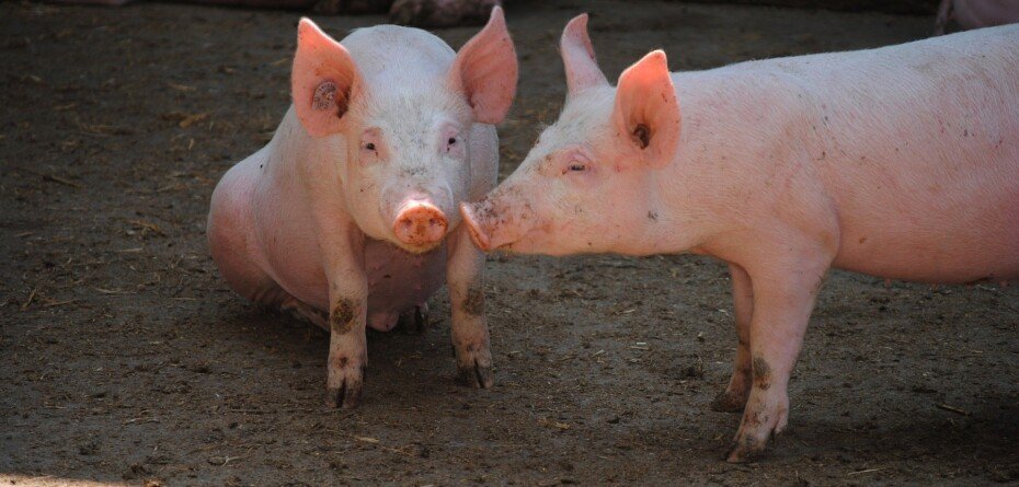 Dopłaty dla producentów świń — ARiMR wydłużyła nabór wniosków