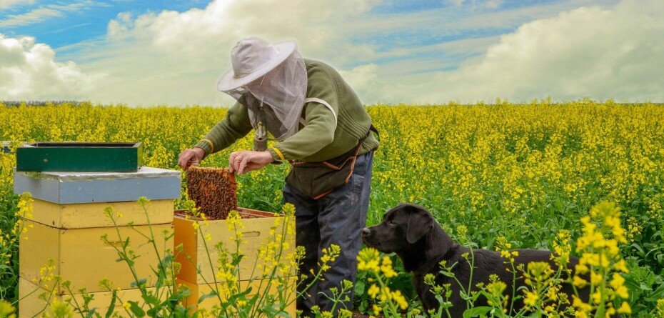 Dopłaty dla pszczelarzy 2023 — od kiedy i na jakie inwestycje?