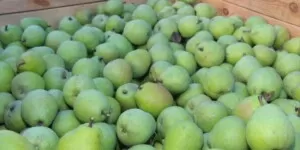 cena gruszek za kg - grusza - owoce - gruszki