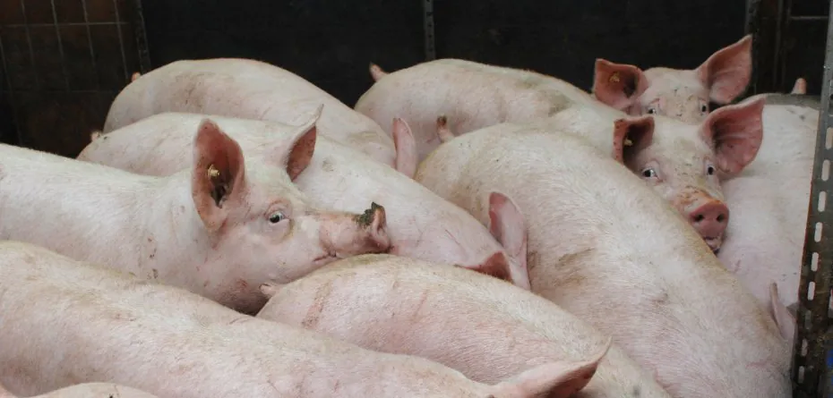 Pomoc dla hodowców świń w 2023 r. — w kilku wariantach