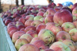 jabłka przemysłowe drożeją - jabłoń - jabłka przemysłowe na przyczepie