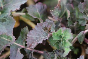 nawożenie fosforowe - niedobór fosforu na rzepaku