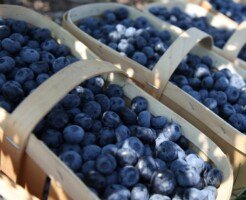 producenci borówki - owoce borówki wysokiej - owoce borówki amerykańskiej