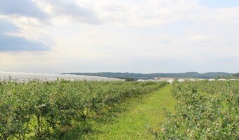 sezon borówkowy 2023 - plantacja borówki wysokiej