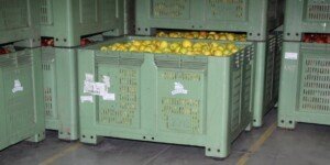 Zapasy jabłek w styczniu 2023 w Europie