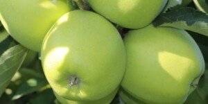 Prognozy WAPA: na półkuli południowej będzie mniej jabłek i&nbsp;gruszek