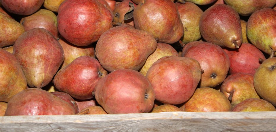 Zapasy gruszek w lutym 2023. U nas większe o prawie 18%