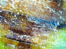 Zboża ozime wiosną - grzybnia rynchosporioza