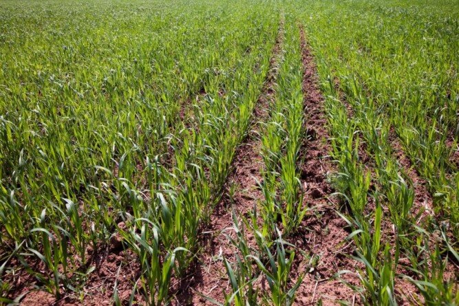 Agorfakt - Nawóz elpon sulfer