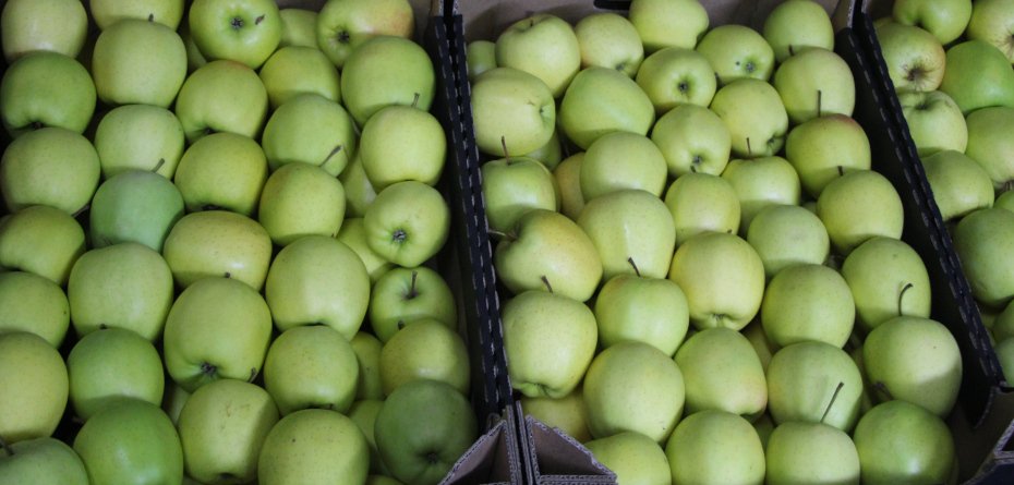 aktualne ceny jabłek - jabłoń - owoce - Golden Delicious