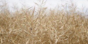 Ceny rzepaku — jakie prognozy na sezon 2023/2024?