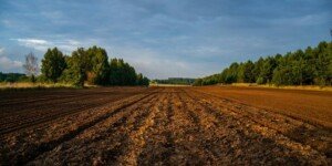 Czynsz dzierżawny za grunty rolne — jakie stawki według danych KOWR?