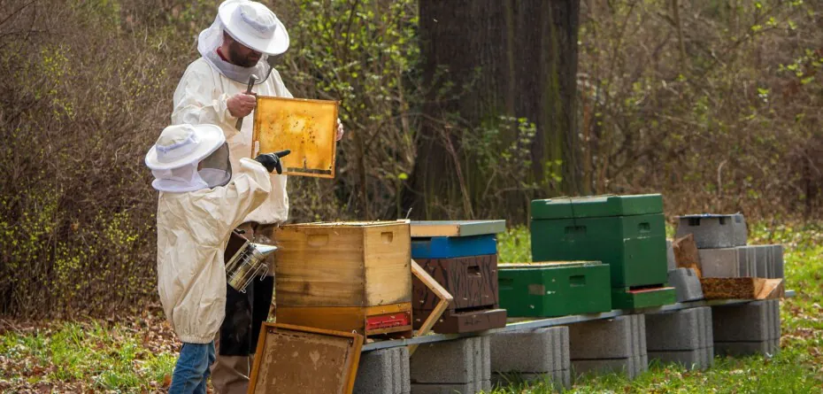 Interwencje dla pszczelarzy 2023 — wkrótce ruszą nabory wniosków