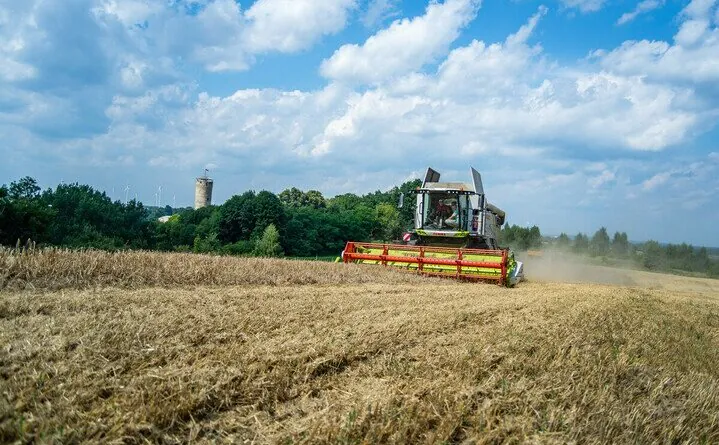 Pomoc dla producentów zbóż 2023 — do kogo trafi i w jakiej wysokości?
