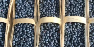 Światowa produkcja borówki wysokiej
