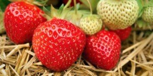 Fungicydy — skuteczne rozwiązanie na choroby grzybowe