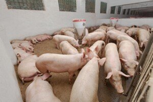 Precyzyjna hodowla zwierząt gospodarskich - jak ją wdrożyć?