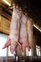 wieprzowina w&nbsp;diecie człowieka