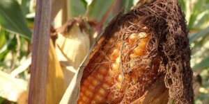 Produkcja biokomponentów rośnie. Jaki wkład mają rolnicy?